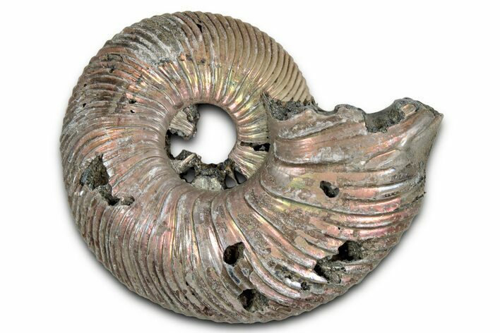 Iridescent, Pyritized Ammonite (Quenstedticeras) Fossil - Russia #336213